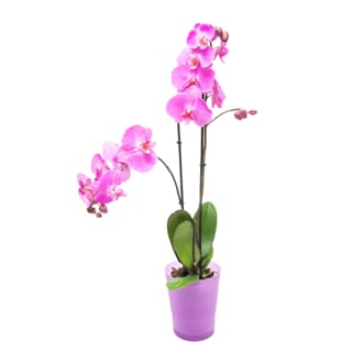 Flowers Floral Arrangements Food 4 Less