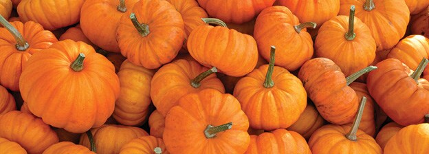 Pumpkins in a pile