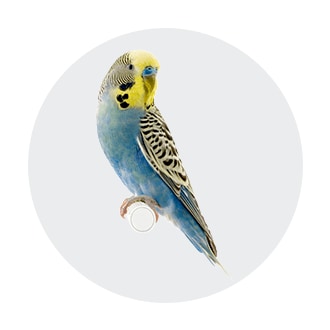 Bird Care