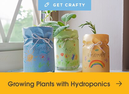 Growing Plants with Hydroponics Article