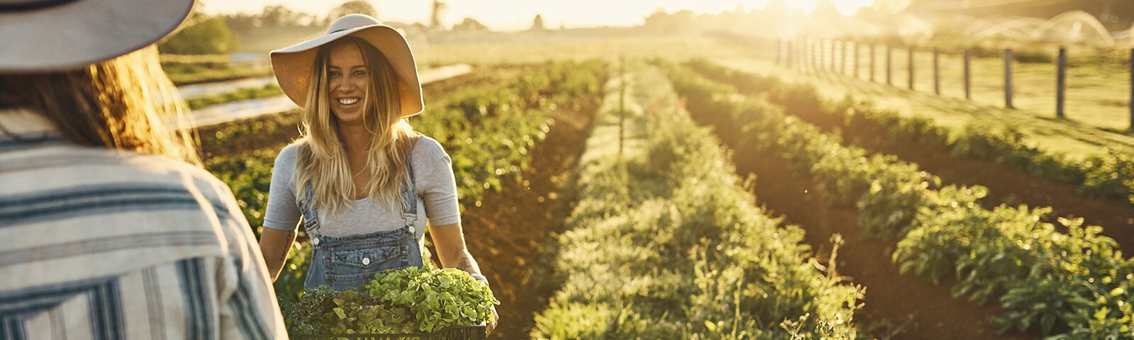 Adult in field picking locally grown produce