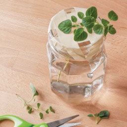 choose a healthy stem of herbs choose a healthy stem of herbs