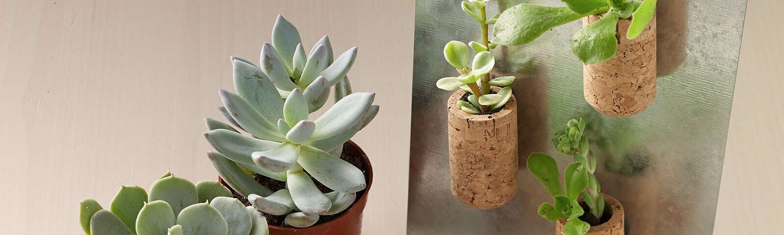 Small succulent plants attached to wine cork magnets Small succulent plants attached to wine cork magnets
