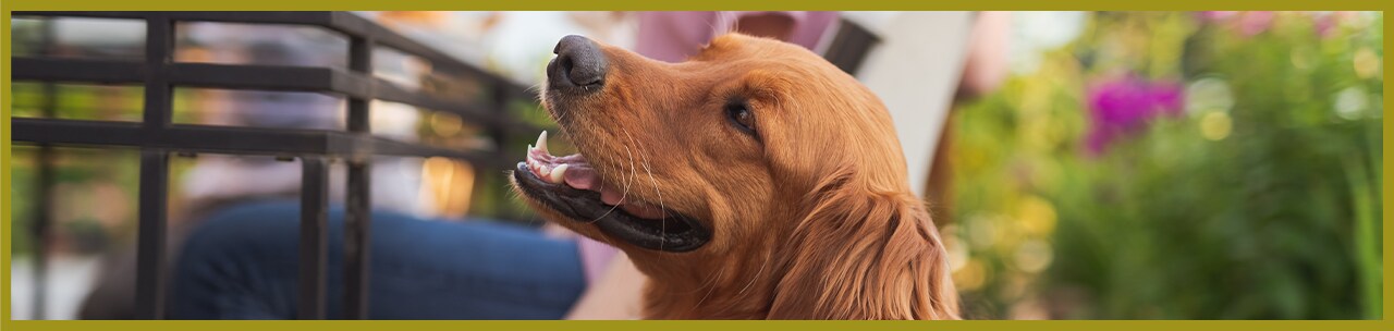 Dog and pet safety Dog and pet safety